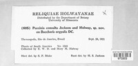 Puccinia consulta image
